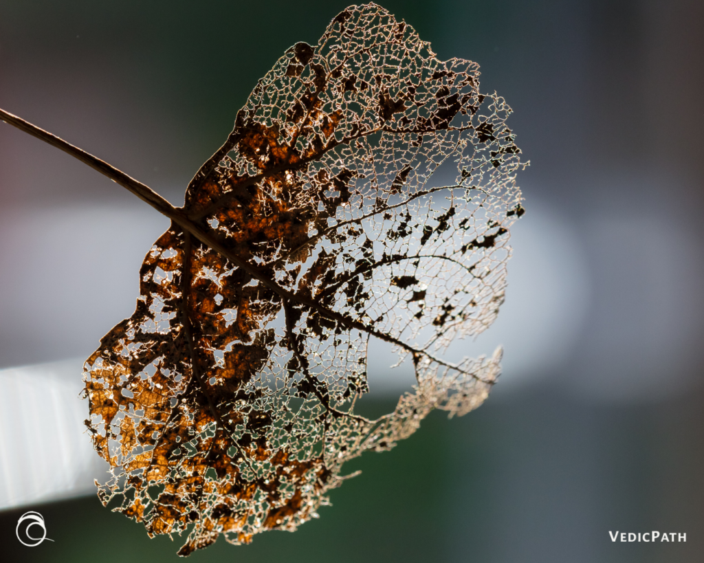 Undigested Life